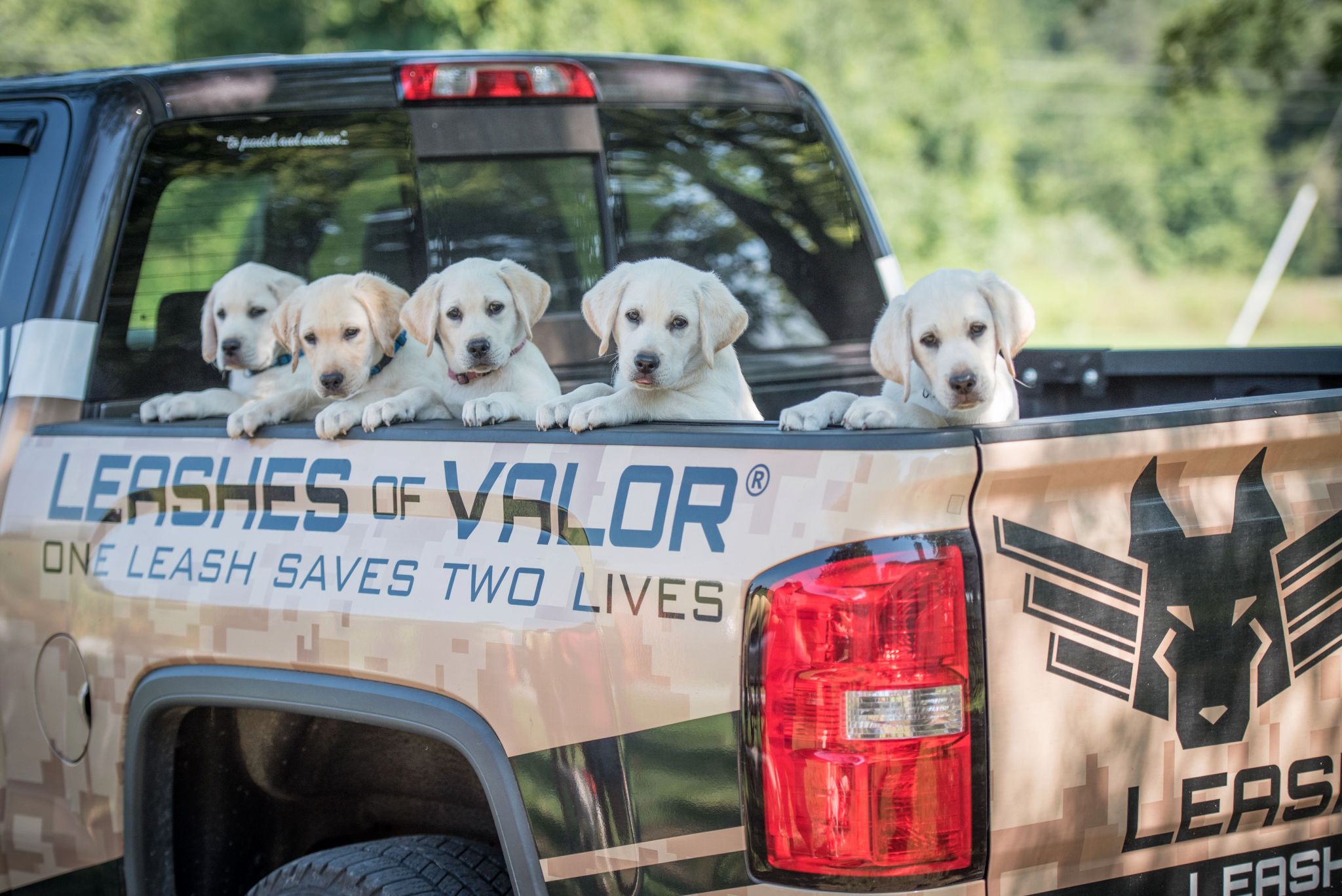 Five puppies are on a very special mission to help veterans